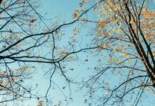 growth statistics and analysis